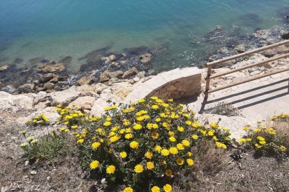 ¡Seguimos recibiendo fotos de árboles en flor, campos verdes y buen tiempo...ya está aquí la primavera!