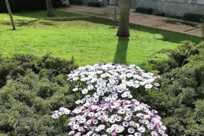 ¡Seguimos recibiendo fotos de árboles en flor, campos verdes y buen tiempo...ya está aquí la primavera!