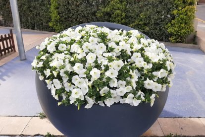 ¡Seguimos recibiendo fotos de árboles en flor, campos verdes y buen tiempo...ya está aquí la primavera!