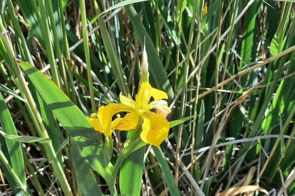 ¡Seguimos recibiendo fotos de árboles en flor, campos verdes y buen tiempo...ya está aquí la primavera!