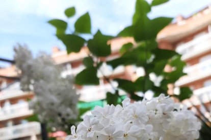 ¡Seguimos recibiendo fotos de árboles en flor, campos verdes y buen tiempo...ya está aquí la primavera!