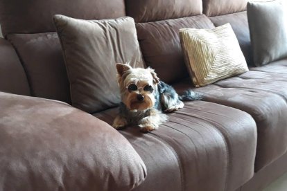 Gossos, gats, canaris, conills,...presenta'ns a la teva mascota!