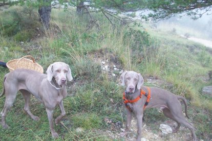 Gossos, gats, canaris, conills,...presenta'ns a la teva mascota!