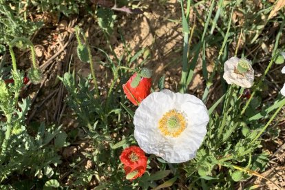 ¡Seguimos recibiendo fotos de árboles en flor, campos verdes y buen tiempo...ya está aquí la primavera!