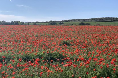 ¡Seguimos recibiendo fotos de árboles en flor, campos verdes y buen tiempo...ya está aquí la primavera!