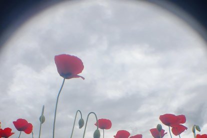 ¡Seguimos recibiendo fotos de árboles en flor, campos verdes y buen tiempo...ya está aquí la primavera!