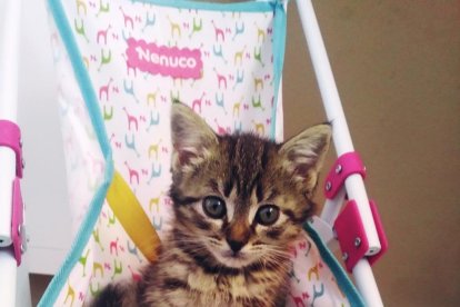 Gossos, gats, canaris, conills,...presenta'ns a la teva mascota!