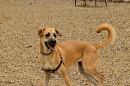 Gossos, gats, canaris, conills,...presenta'ns a la teva mascota!