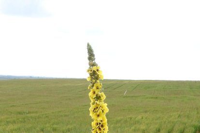 ¡Seguimos recibiendo fotos de árboles en flor, campos verdes y buen tiempo...ya está aquí la primavera!