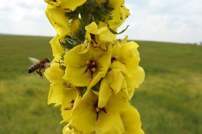 ¡Seguimos recibiendo fotos de árboles en flor, campos verdes y buen tiempo...ya está aquí la primavera!