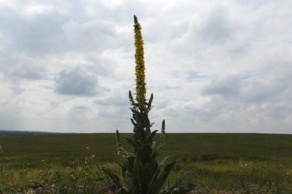 ¡Seguimos recibiendo fotos de árboles en flor, campos verdes y buen tiempo...ya está aquí la primavera!