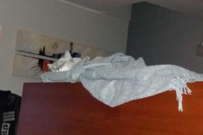 Gossos, gats, canaris, conills,...presenta'ns a la teva mascota!