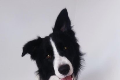 Gossos, gats, canaris, conills,...presenta'ns a la teva mascota!