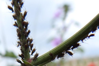 ¡Seguimos recibiendo fotos de árboles en flor, campos verdes y buen tiempo...ya está aquí la primavera!