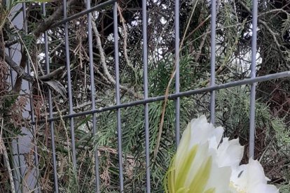 ¡Seguimos recibiendo fotos de árboles en flor, campos verdes y buen tiempo...ya está aquí la primavera!