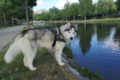 Gossos, gats, canaris, conills,...presenta'ns a la teva mascota!