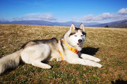 Gossos, gats, canaris, conills,...presenta'ns a la teva mascota!