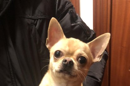 Gossos, gats, canaris, conills,...presenta'ns a la teva mascota!