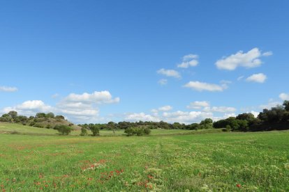 ¡Seguimos recibiendo fotos de árboles en flor, campos verdes y buen tiempo...ya está aquí la primavera!