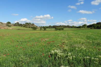 ¡Seguimos recibiendo fotos de árboles en flor, campos verdes y buen tiempo...ya está aquí la primavera!