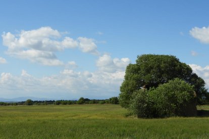 ¡Seguimos recibiendo fotos de árboles en flor, campos verdes y buen tiempo...ya está aquí la primavera!