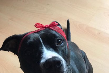 Gossos, gats, canaris, conills,...presenta'ns a la teva mascota!