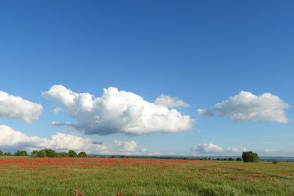 ¡Seguimos recibiendo fotos de árboles en flor, campos verdes y buen tiempo...ya está aquí la primavera!
