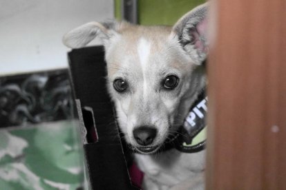 Gossos, gats, canaris, conills,...presenta'ns a la teva mascota!