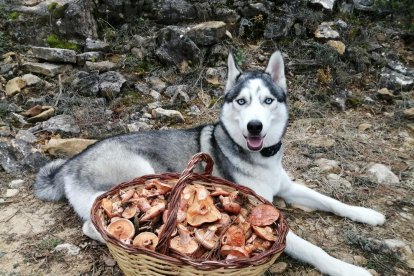 Gossos, gats, canaris, conills,...presenta'ns a la teva mascota!