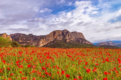 ¡Seguimos recibiendo fotos de árboles en flor, campos verdes y buen tiempo...ya está aquí la primavera!