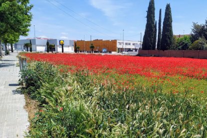 ¡Seguimos recibiendo fotos de árboles en flor, campos verdes y buen tiempo...ya está aquí la primavera!