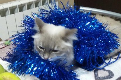 Gossos, gats, canaris, conills,...presenta'ns a la teva mascota!