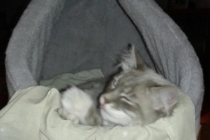 Gossos, gats, canaris, conills,...presenta'ns a la teva mascota!