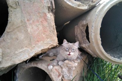 Gossos, gats, canaris, conills,...presenta'ns a la teva mascota!