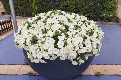 ¡Seguimos recibiendo fotos de árboles en flor, campos verdes y buen tiempo...ya está aquí la primavera!