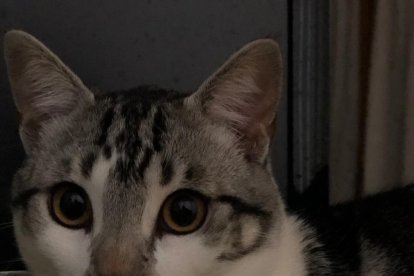 Paula Mallada Farreny