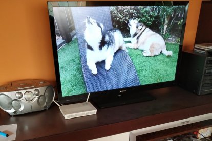 Gossos, gats, canaris, conills,...presenta'ns a la teva mascota!