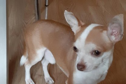 Gossos, gats, canaris, conills,...presenta'ns a la teva mascota!