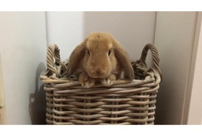 Gossos, gats, canaris, conills,...presenta'ns a la teva mascota!