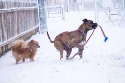 Gossos, gats, canaris, conills,...presenta'ns a la teva mascota!