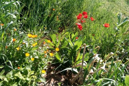 ¡Seguimos recibiendo fotos de árboles en flor, campos verdes y buen tiempo...ya está aquí la primavera!
