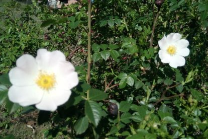 ¡Seguimos recibiendo fotos de árboles en flor, campos verdes y buen tiempo...ya está aquí la primavera!