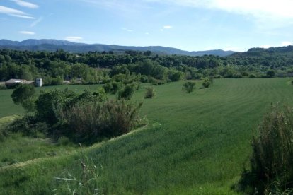 ¡Seguimos recibiendo fotos de árboles en flor, campos verdes y buen tiempo...ya está aquí la primavera!