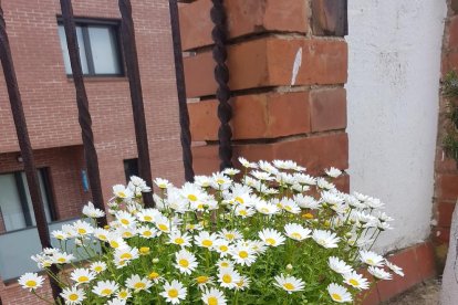 ¡Seguimos recibiendo fotos de árboles en flor, campos verdes y buen tiempo...ya está aquí la primavera!