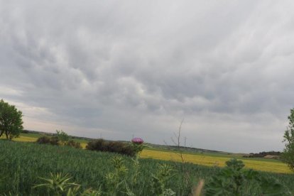 ¡Seguimos recibiendo fotos de árboles en flor, campos verdes y buen tiempo...ya está aquí la primavera!