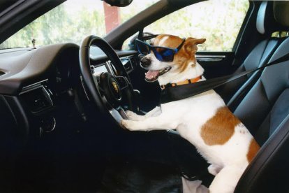 Gossos, gats, canaris, conills,...presenta'ns a la teva mascota!