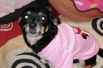 Gossos, gats, canaris, conills,...presenta'ns a la teva mascota!