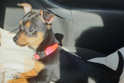 Gossos, gats, canaris, conills,...presenta'ns a la teva mascota!