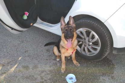 Gossos, gats, canaris, conills,...presenta'ns a la teva mascota!