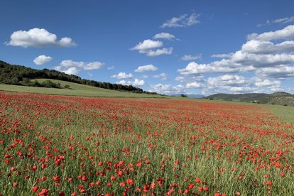 ¡Seguimos recibiendo fotos de árboles en flor, campos verdes y buen tiempo...ya está aquí la primavera!